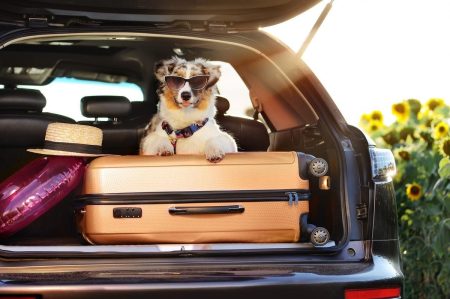 Expat 101: Can I Bring My Pet With Me Overseas?