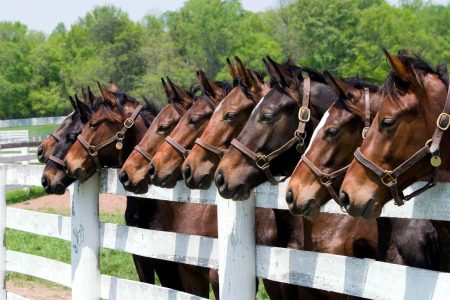 Tax Court Judge Suggests Glue Factory For Retired Thoroughbred Horses