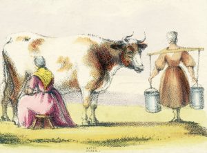 Failure Of British Dairy Trucking Company Led To Farmers Ditching Tons Of Milk