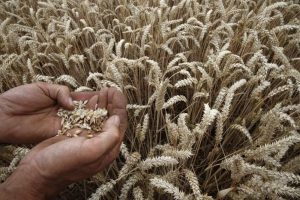 Low wheat prices irk Kansas farmers, capping US winter wheat acreage